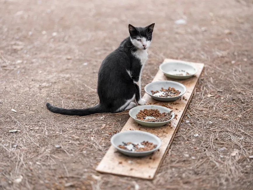 How Much Should You Feed a Cat? A Calorie-Based Guide