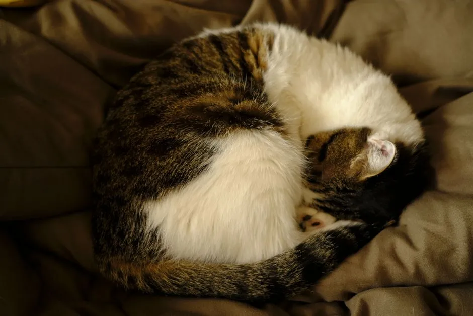 How to Play With a Cat: Better Games, Safer Toys